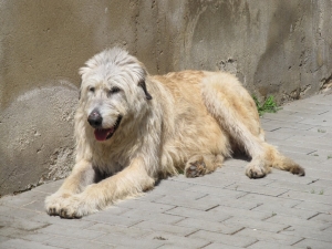 Agátka