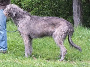 Igor