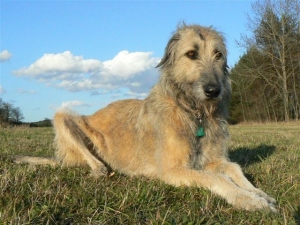 Ája