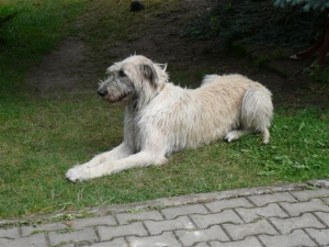 Kačenka
