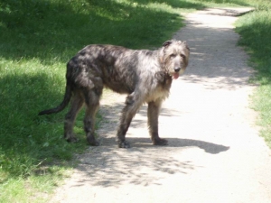 Sam