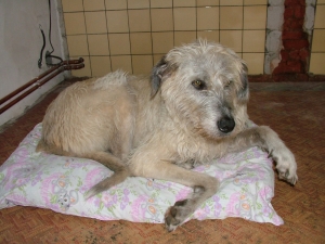 Saly