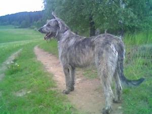 Sára