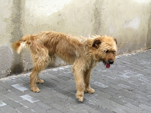 Bráška