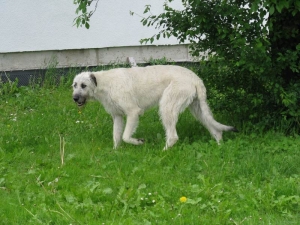 Adélka