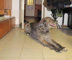 Pepin