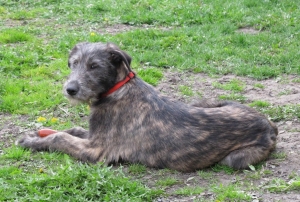 Andula
