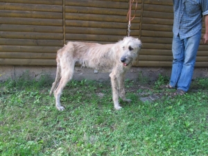 Habřík