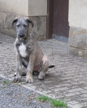 Adinka