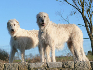 Děkujeme d&aacute;rcům - Červen 2025