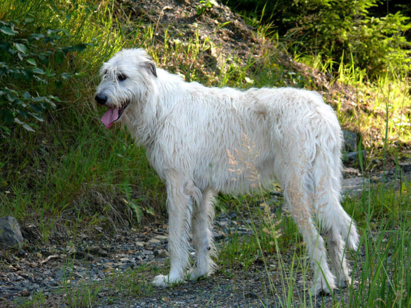 Věk a př&iacute;činy &uacute;hynu irsk&yacute;ch vlkodavů v Čech&aacute;ch II