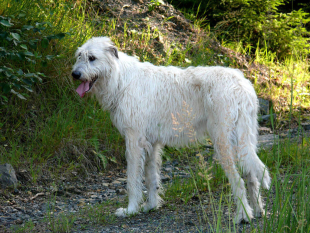 Věk a př&iacute;činy &uacute;hynu irsk&yacute;ch vlkodavů v Čech&aacute;ch II