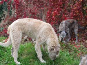 Děkujeme d&aacute;rcům - Z&aacute;ř&iacute; 2025