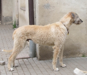 Culík
