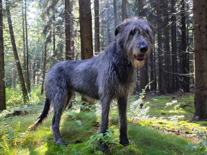 Děkujeme d&aacute;rcům - Červenec 2025