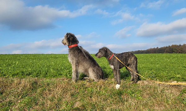 Pozvánka na předvánoční procházku 2025