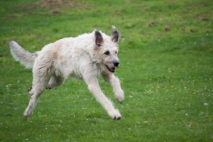 Hab&iacute;sův střapec 2014