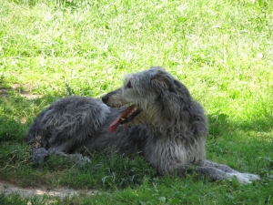 Torze žaludku