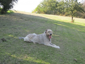 Eli