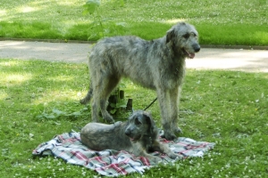 Klubová výstava WDK - Náměšť nad Oslavou 2007