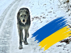 help ukraine iw