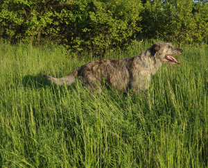 Děkujeme d&aacute;rcům - Květen 2025