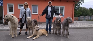 Procházka nejen s irskými vlkodavy - Lužná u Rakovníka 2018