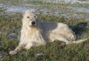 Cecilka