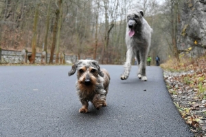 Předv&aacute;nočn&iacute; proch&aacute;zka 2017